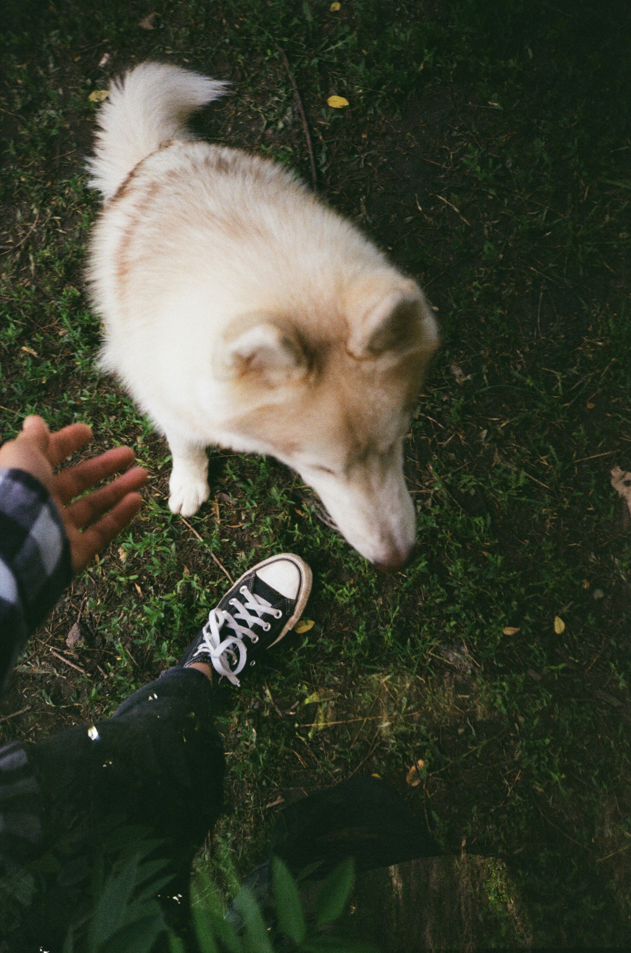 white and brown long coated dog